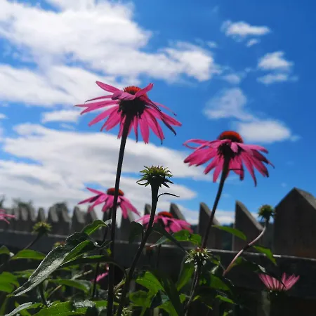 Kleinhofers Himbeernest Anger (Weiz)