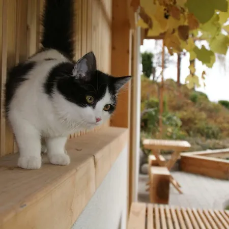 Kleinhofers Himbeernest Panzió Anger